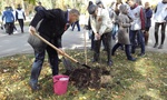 Приняли участие во Всероссийской акции "Дерево Победы"